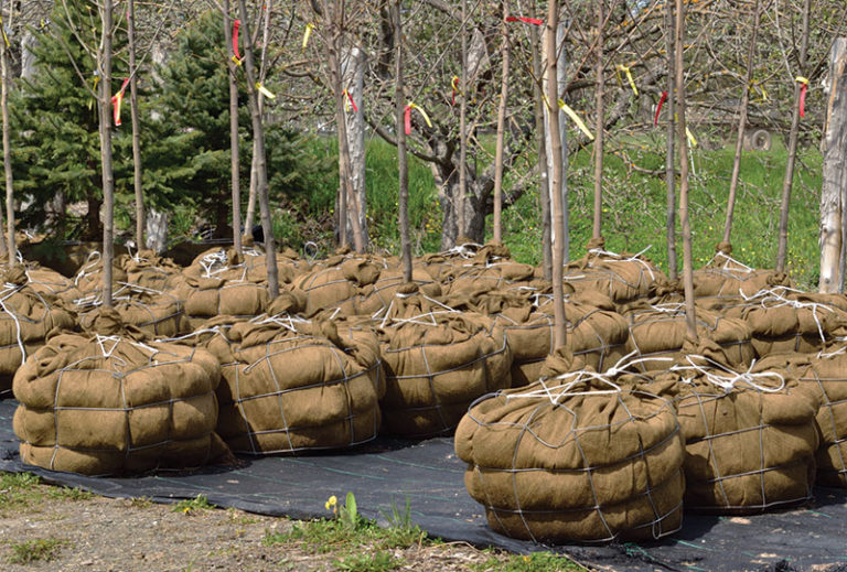 trees-with-burlap-768x519